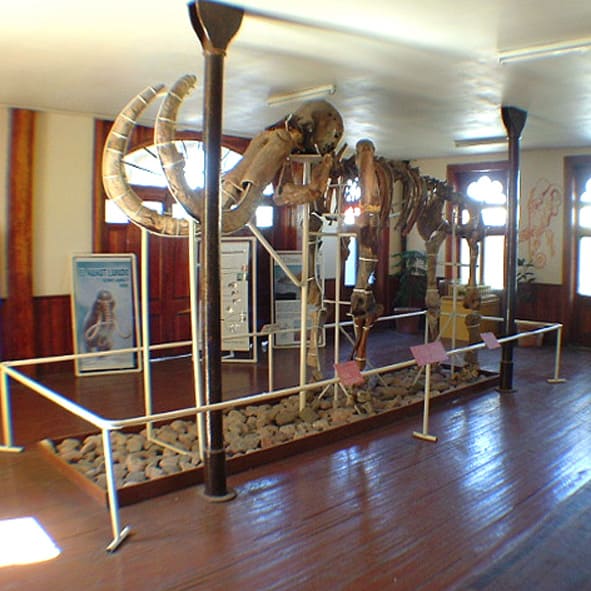 Visitar el Museo del Mamut – CHIHUAHUA, DESTINOS DE MÉXICO